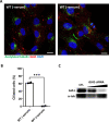 Figure 5—figure supplement 1.