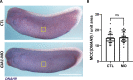 Figure 3—figure supplement 1.