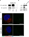 Figure 7—figure supplement 3.