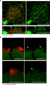 Figure 1—figure supplement 1.