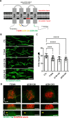 Figure 2—figure supplement 1.