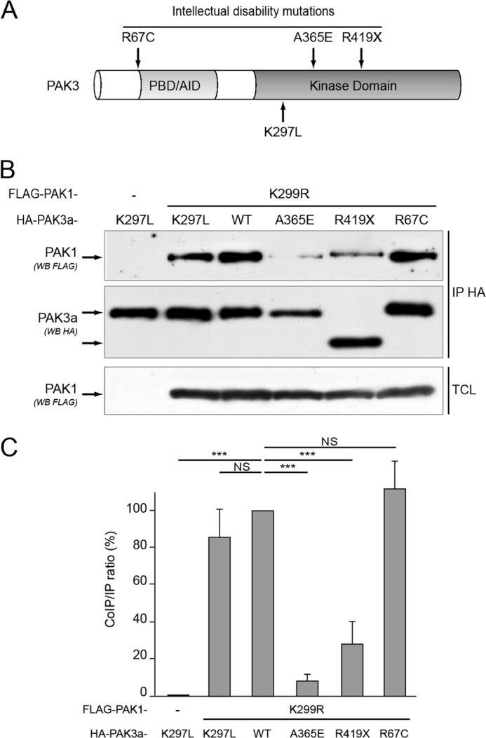 FIGURE 3.