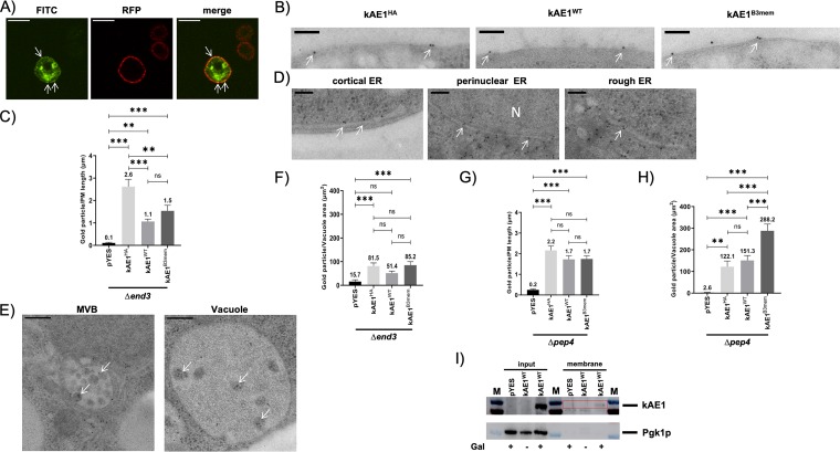 FIG 2