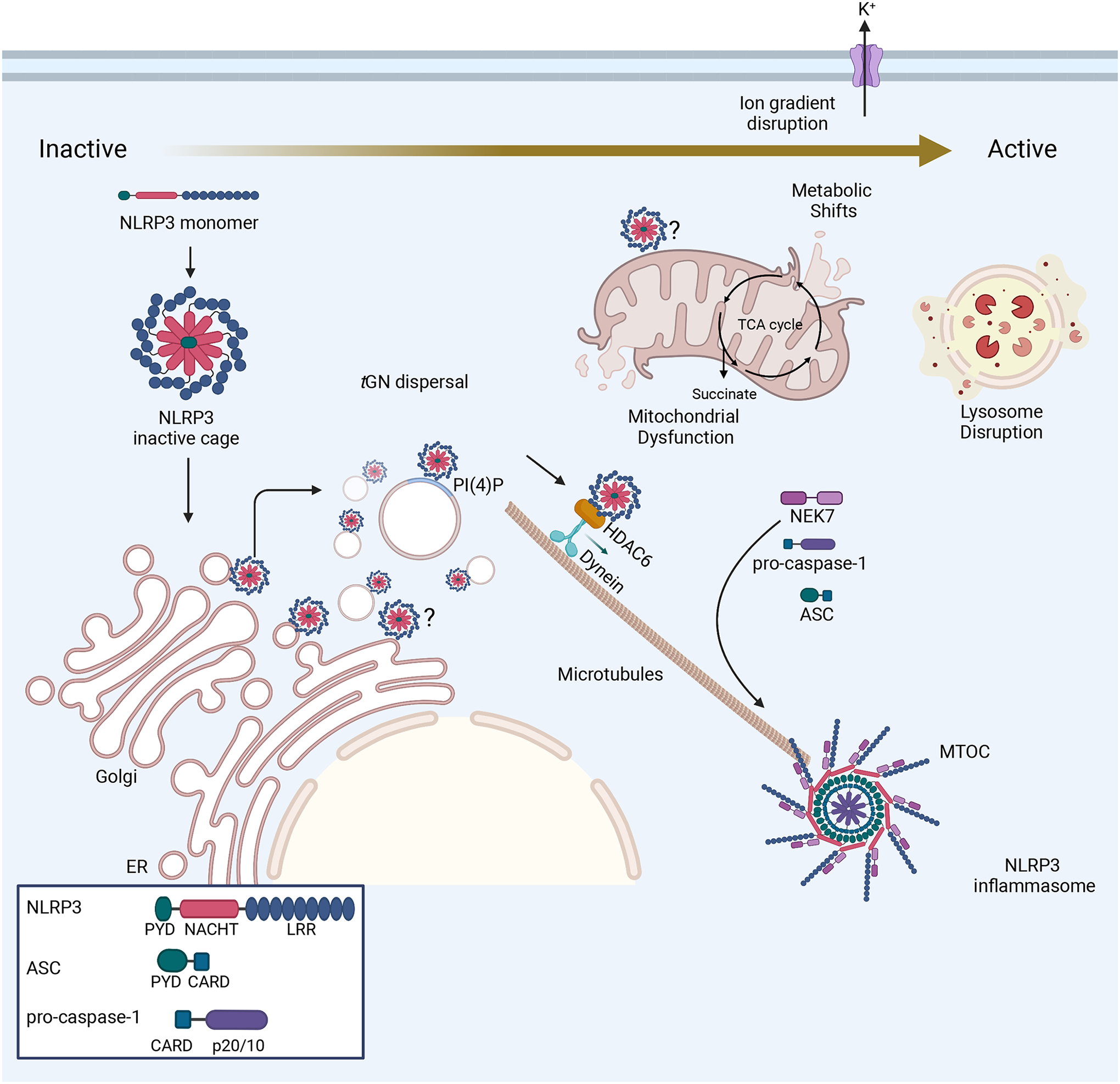 Figure 4: