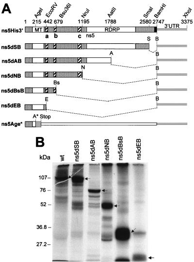 FIG. 1