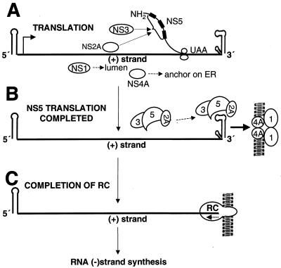 FIG. 7