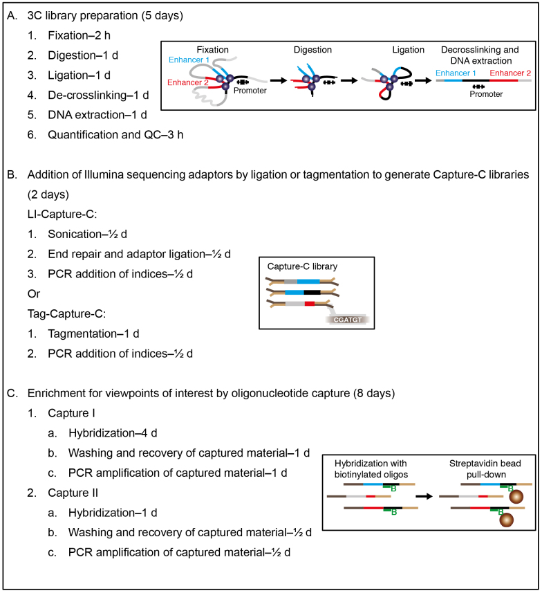 graphic file with name BioProtoc-7-23-2645-ga001.jpg