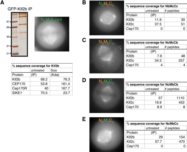 FIGURE 2: