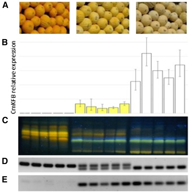 Figure 5.