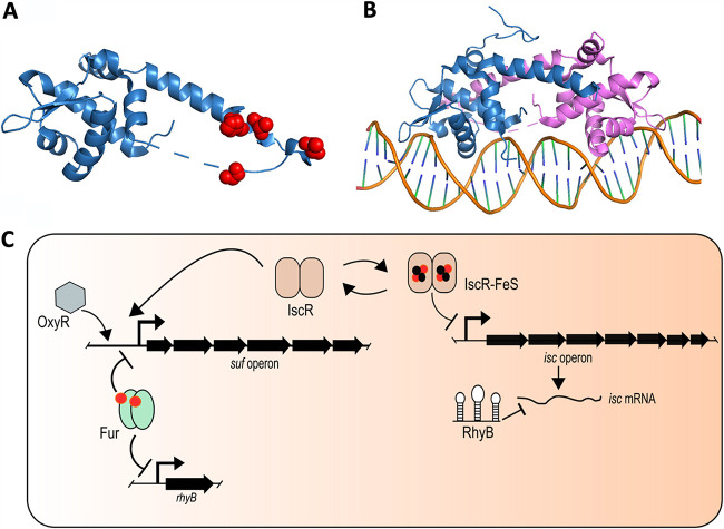 FIG 4