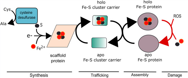 FIG 1