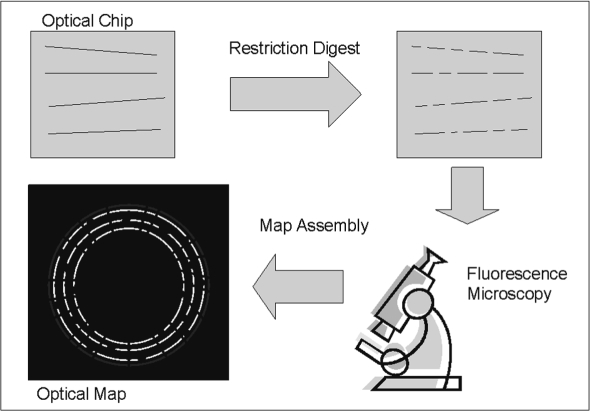 Fig. 1.