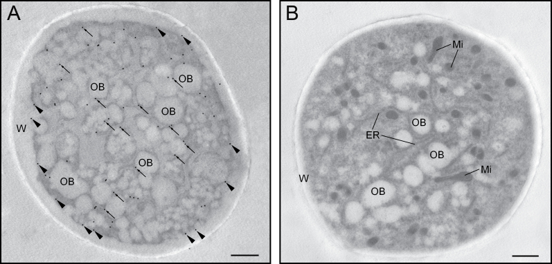 Fig. 10. 