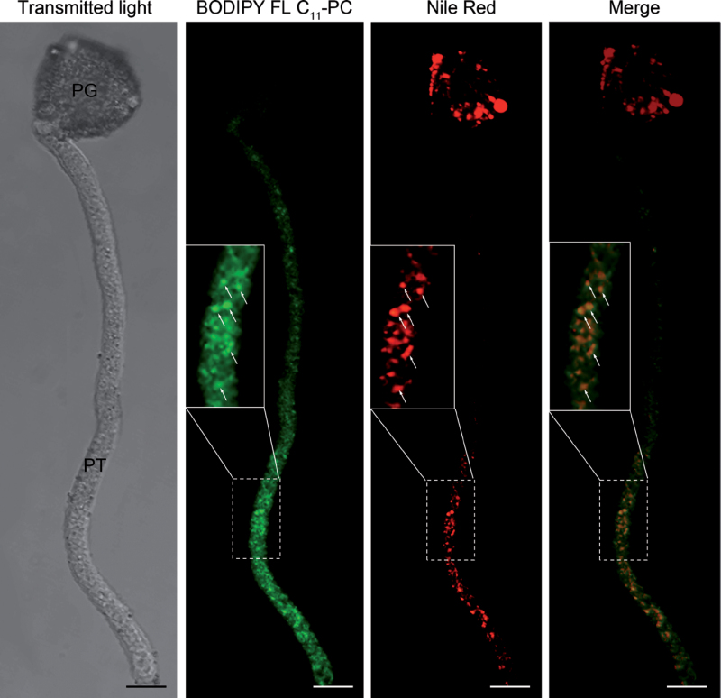 Fig. 7. 