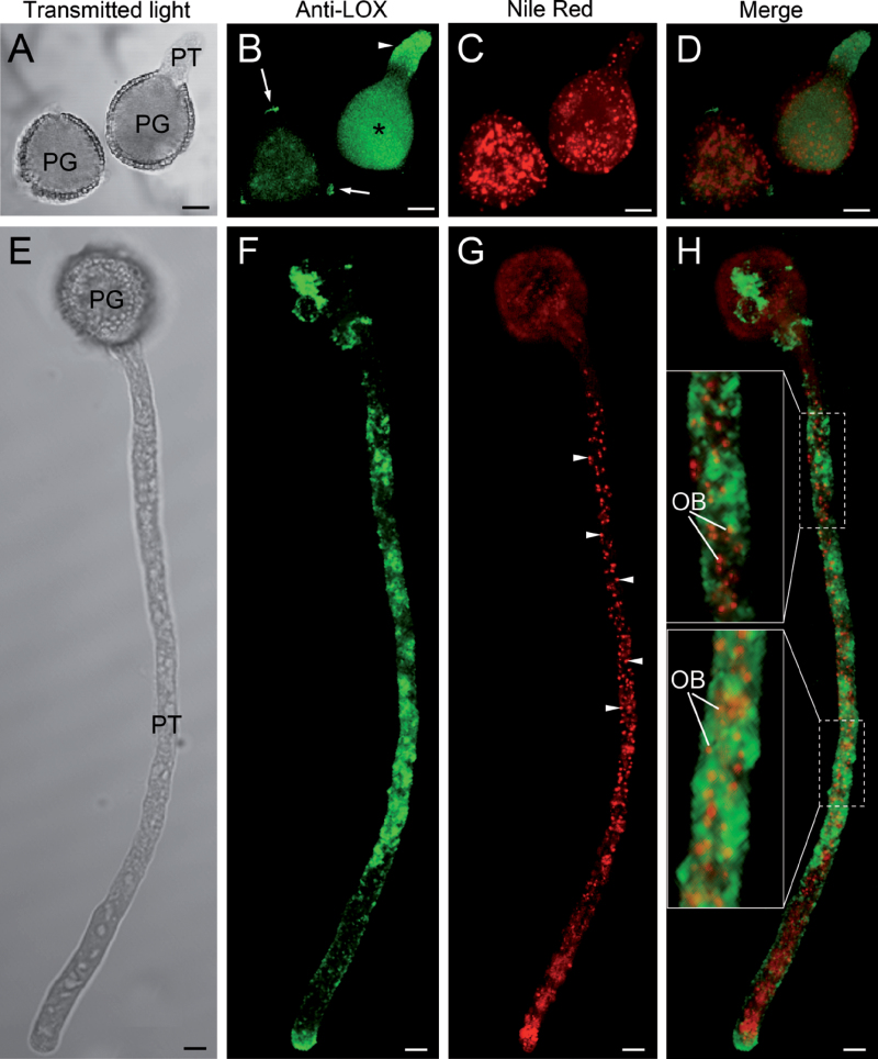 Fig. 9. 