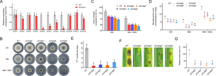 Experimental data showing ChATG5, ChATG7, ChATG8, and ChATG9 deletion mutants in Cochliobolus heterostrophus have reduced growth, conidiation, amino acid levels, and virulence on leaves, particularly under amino acid starvation with MSX treatment.
