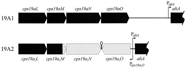 FIG. 4