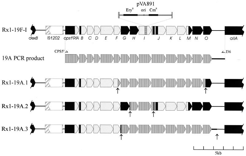 FIG. 3