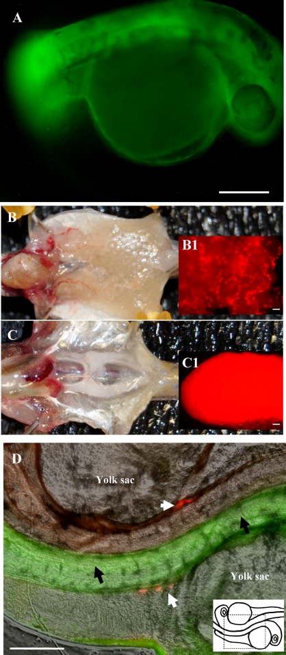 FIG. 6.