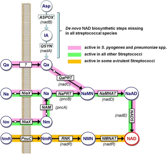 Fig 1