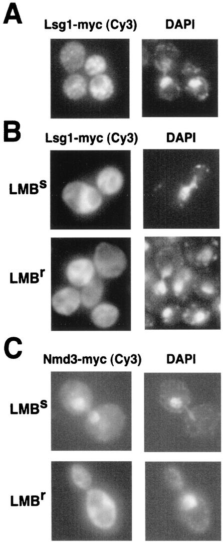 FIG. 7.