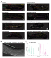 Figure 2—figure supplement 2.