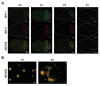 Figure 3—figure supplement 1.