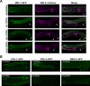 Figure 5—figure supplement 1.