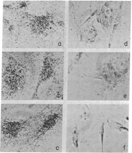 graphic file with name pnas00051-0354-a.jpg