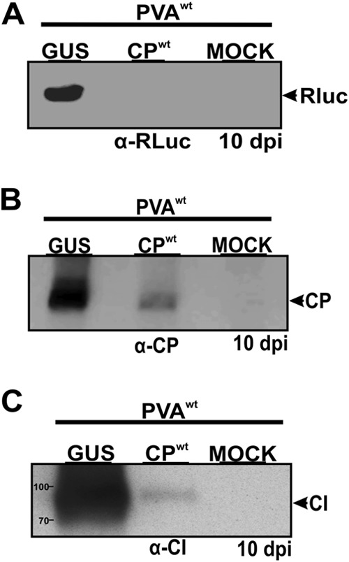 FIG 6