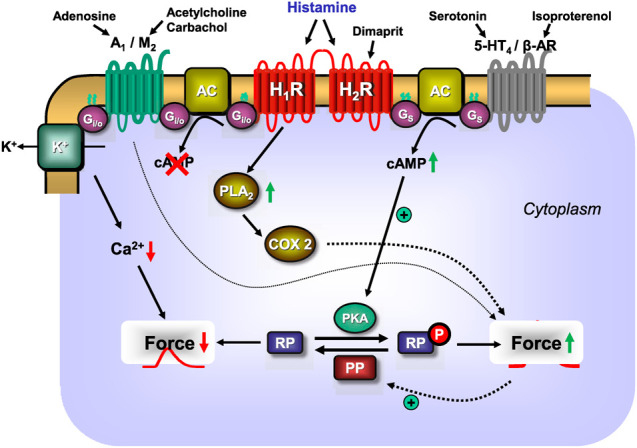 FIGURE 2