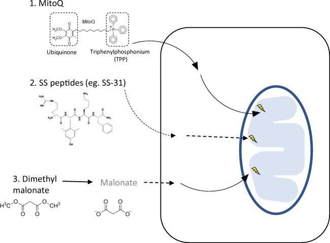 Fig. 2