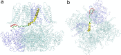 Figure 1—figure supplement 5.