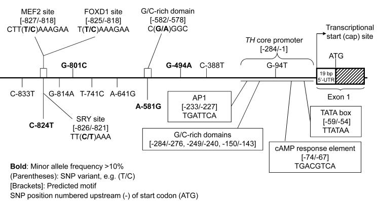 Figure 1B