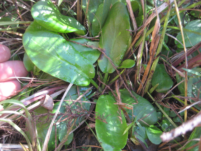Figure 143a.