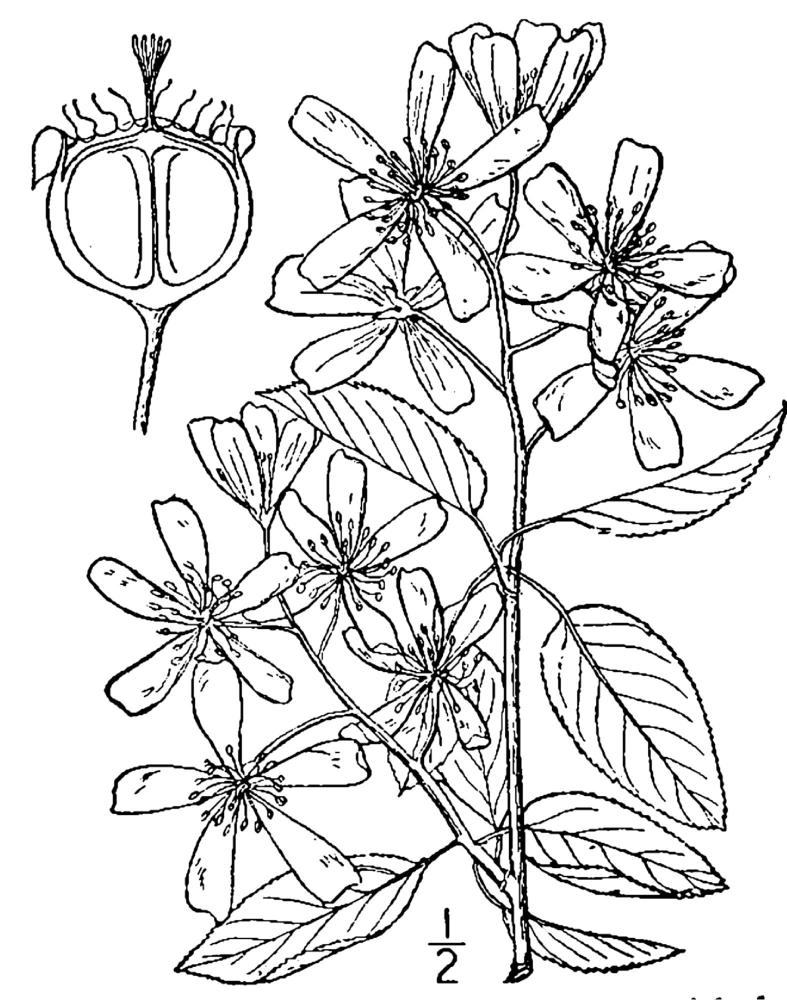 Figure 241a.
