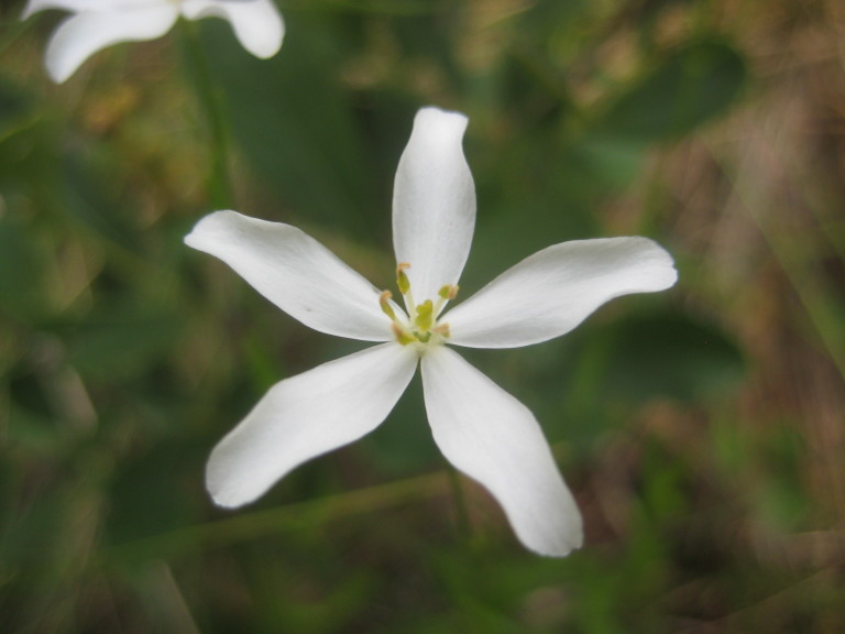 Figure 217b.