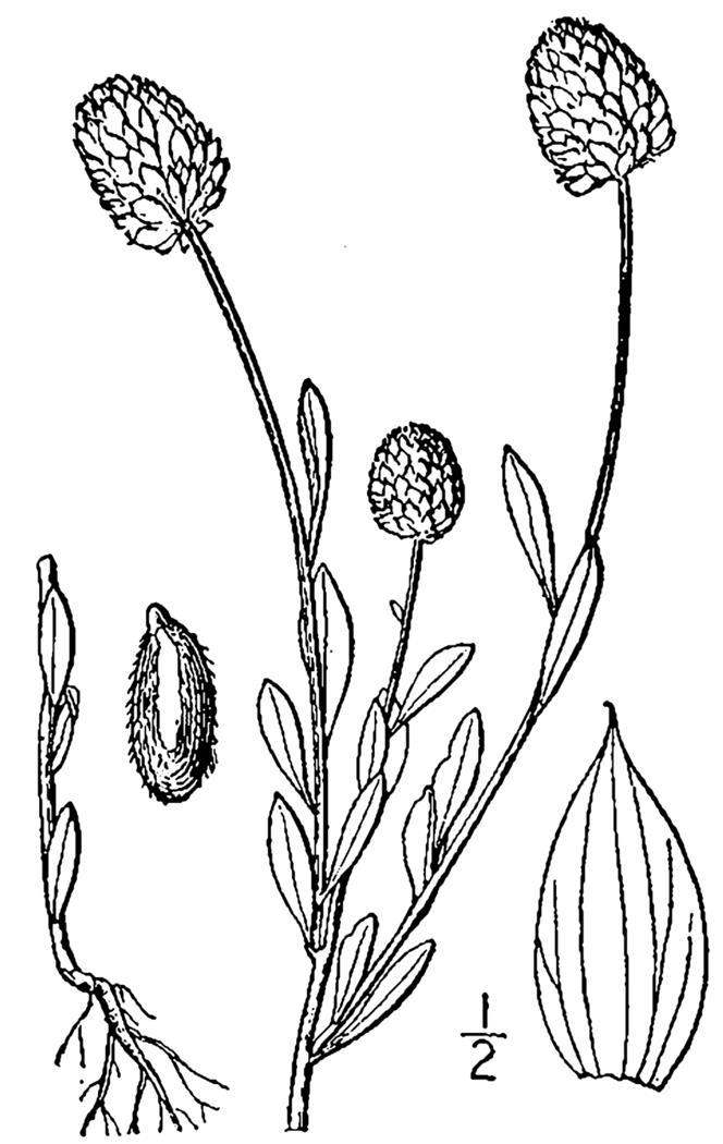 Figure 237a.