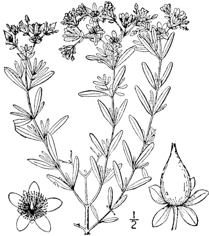 Figure 219e.