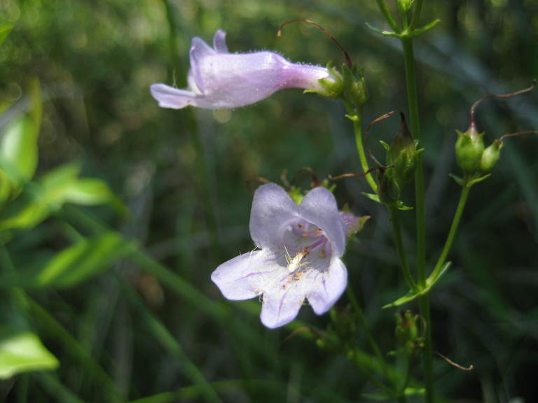 Figure 235b.