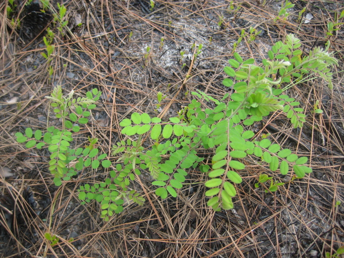 Figure 206b.