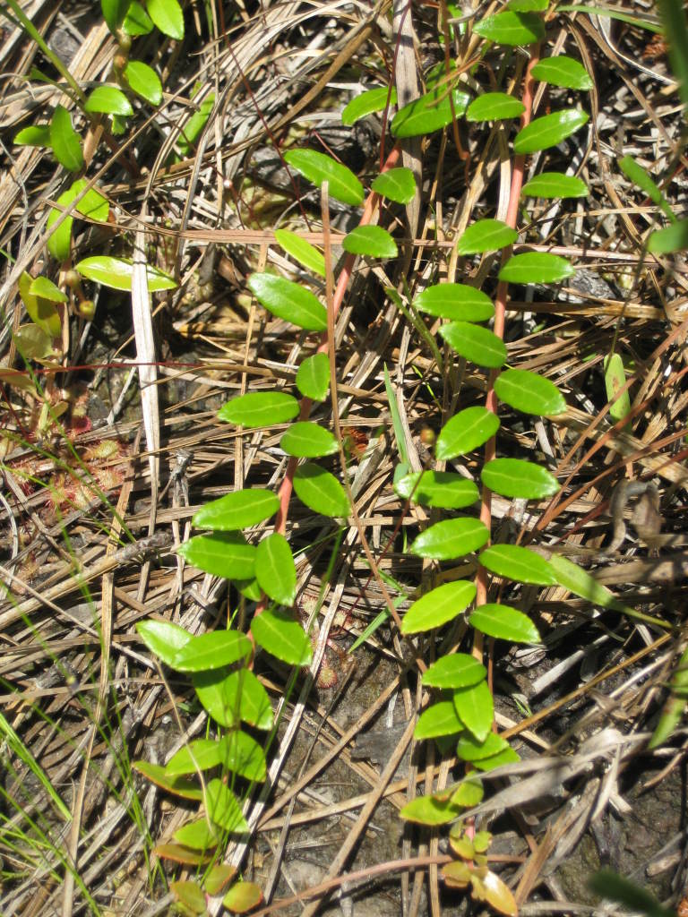Figure 195a.