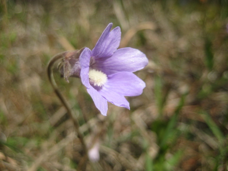 Figure 226a.