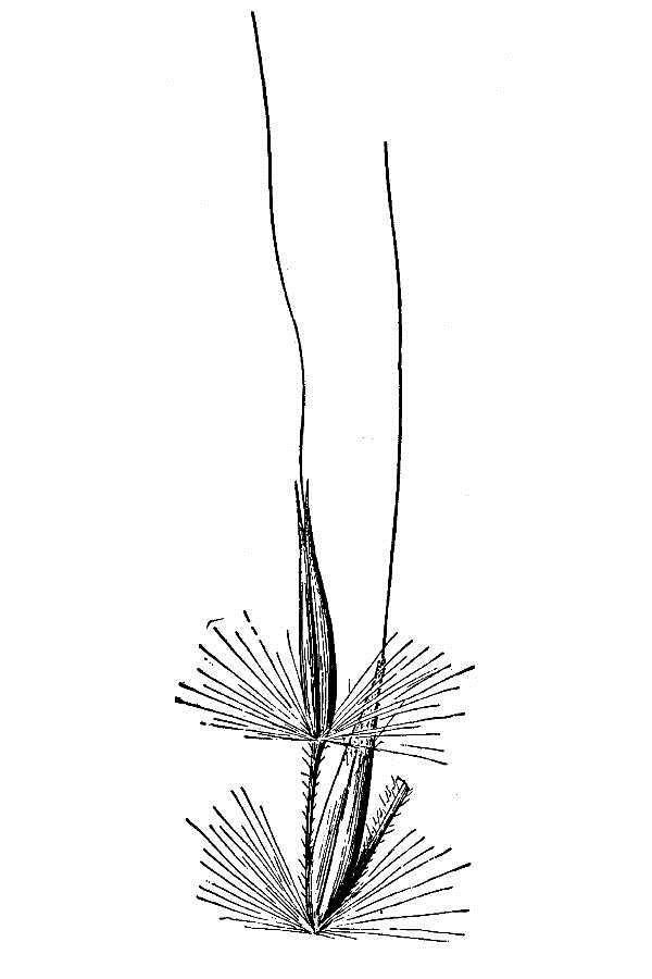 Figure 91c.