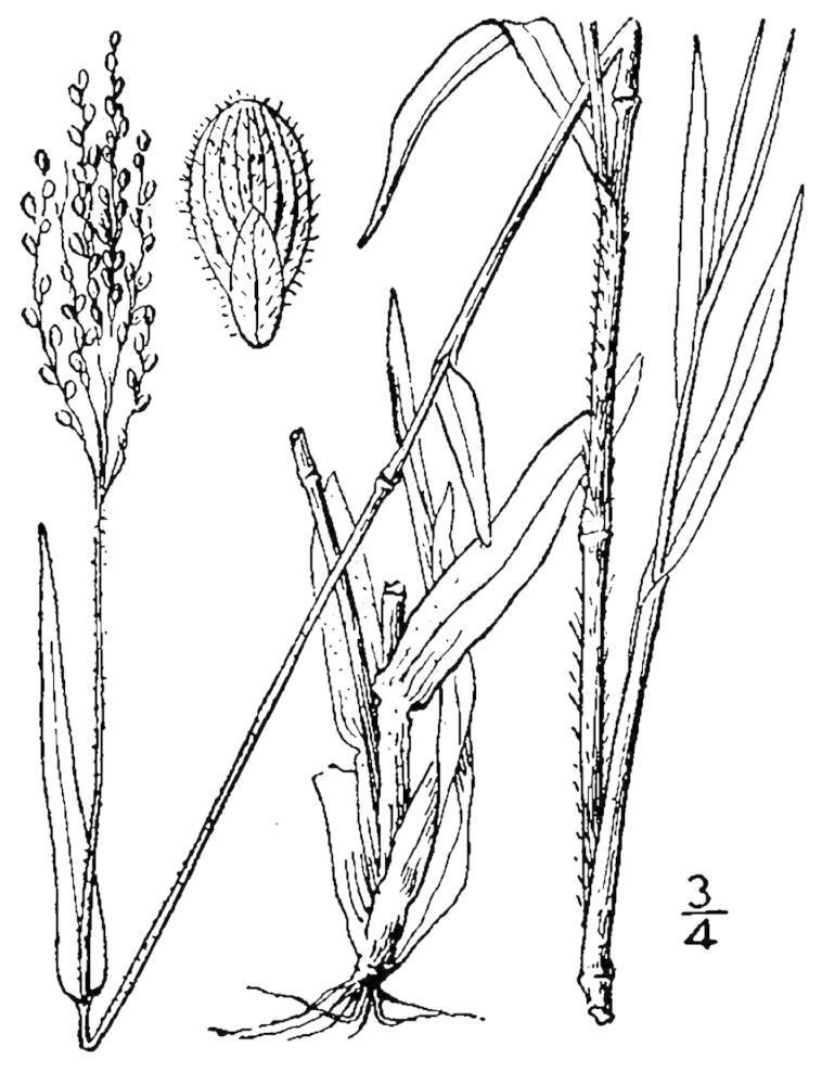 Figure 85c.