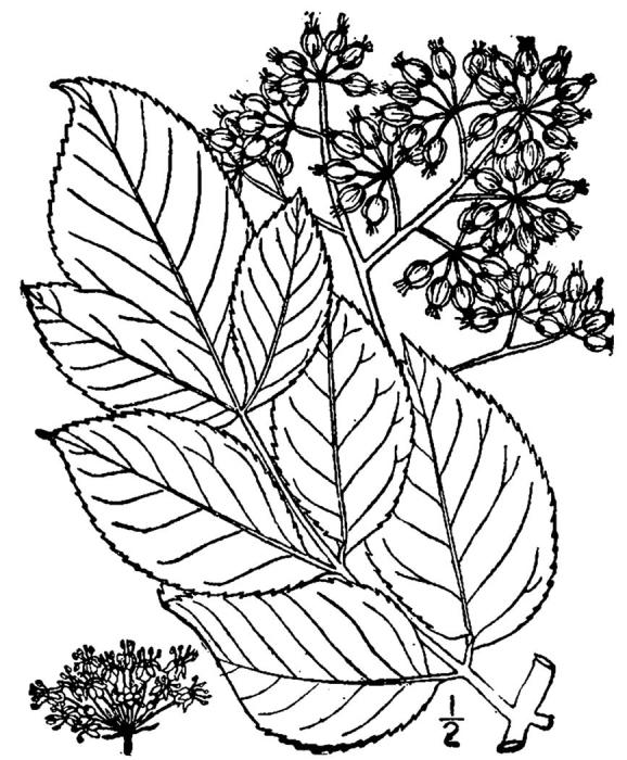 Figure 109.