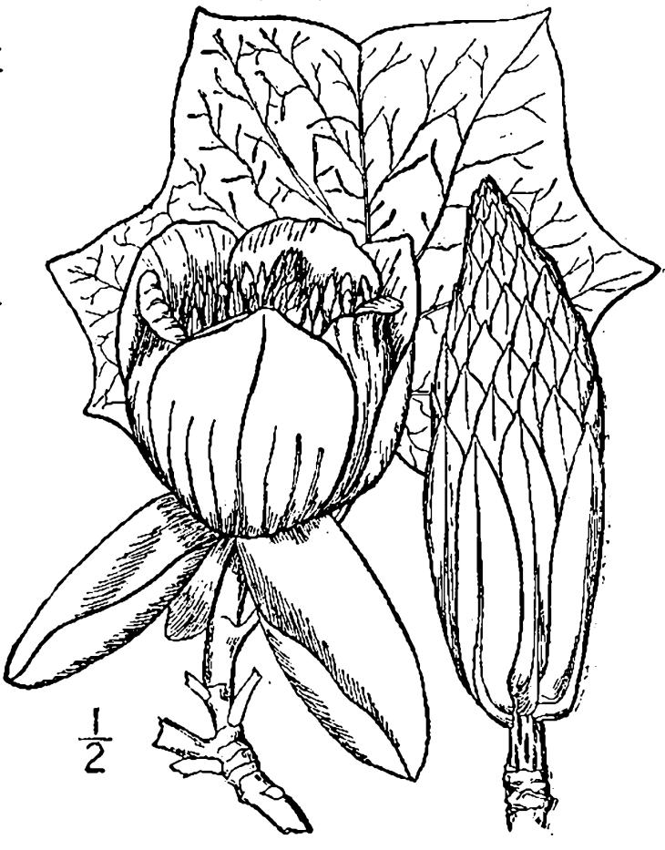 Figure 113.
