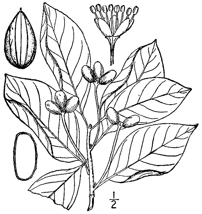 Figure 231b.
