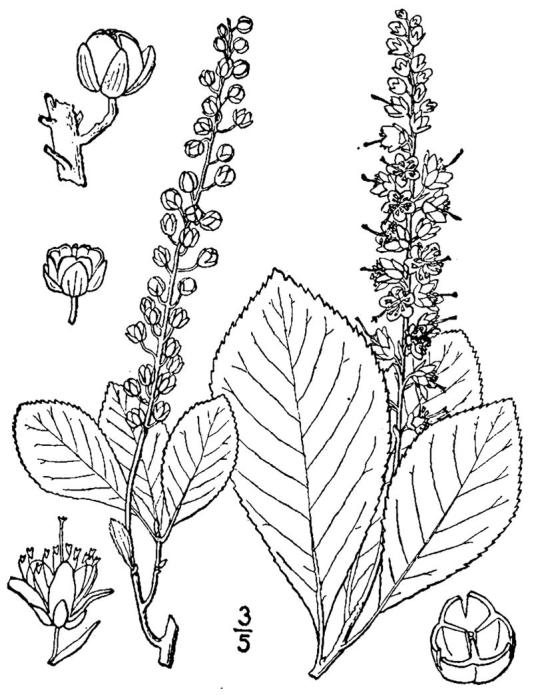Figure 121a.