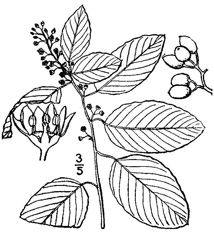 Figure 101.